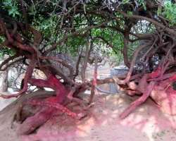 The pujaris of the temple keep the makeup products The pujaris of the temple keep the makeup products, ornaments, and sweets on the bed situated in Rang Mahal in an organized manner while closing the t